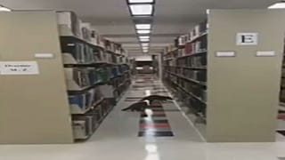 حياوانا الراكون وسط مكتبة خريجي جامعة ولاية أركانساس - 2019/10/27