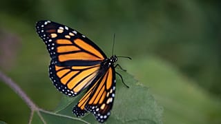 Mariposa Monarca