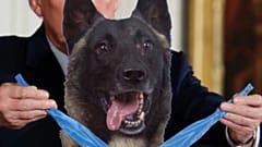Trump Bağdadi'yi tünelde kovalayan köpeğe madalya takarken gösteren sahte fotoğrafı paylaştı