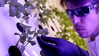 Scientist Jan Lukacevic checks plants inside an aeroponic growing chamber in Prague