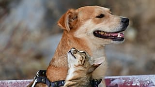 Αδέσποτη γάτα παίζει με  σκύλο στο Ναύπλιο