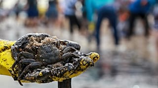 Öldesaster in Brasilien: Die Suche nach den Schuldigen