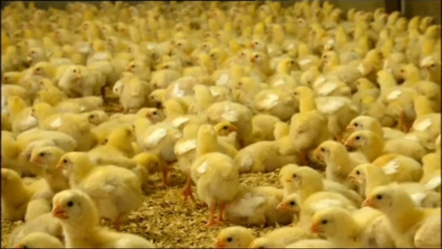 Egg production farms continue practice of mass culling of male chicks