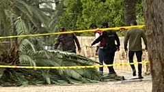 Mallorca: 37-Jährige von Palme erschlagen