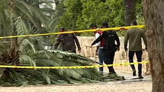 Mallorca: 37-Jährige von Palme erschlagen