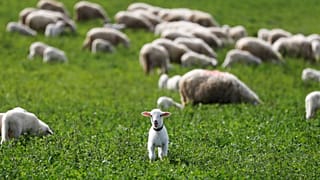 Des doutes sur l’usage des moyens de la PAC 
