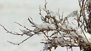 Schneeflocken in Davos und St. Moritz