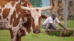 Kwanza Sul: Die "Kornkammer" Angolas