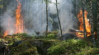 Forest fires have been raging in Indonesia