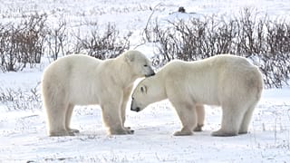 Polar bears in Churchill, Manitoba