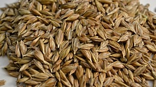 Granos de farro de los que se extrajo el ADN