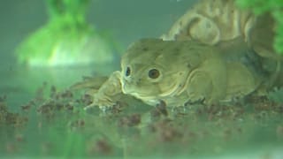 Cómo salvar a la milagrosa rana gigante del Titicaca
