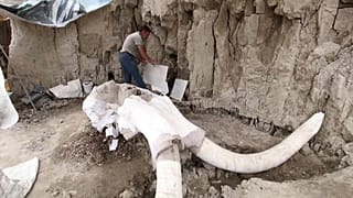 México desentierra secretos milenarios sobre la caza de los mamuts