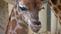 Seltene Rothschild-Giraffe dem Publikum vorgestellt