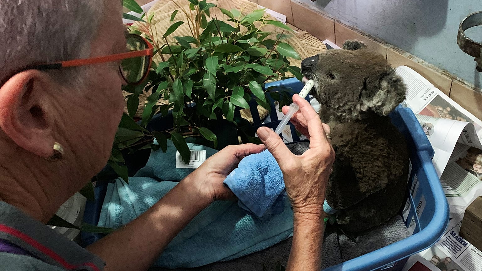 Hundreds of koalas dead as Australia battles savage bush fires