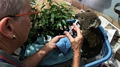 Hundreds of koalas dead as Australia battles savage bush fires
