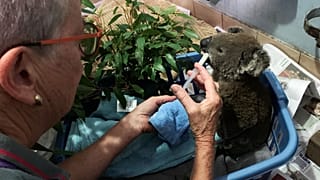 Hundreds of koalas dead as Australia battles savage bush fires