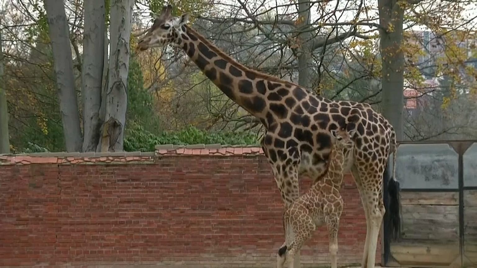 Watch: Endangered baby giraffe makes public debut 