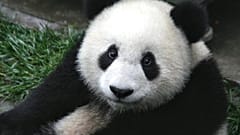 Panda-Dame freut sich über Schneefall
