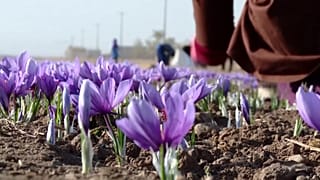 خیز چین برای ورود به تولید گلخانهای زعفران