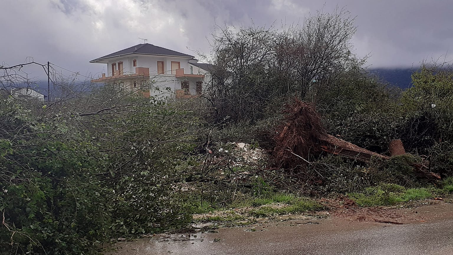 Πεσμένο δέντρο από την κακοκαιρία στα Ιωάννινα (αρχείο)