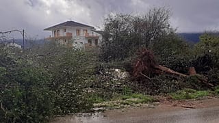 Πεσμένο δέντρο από την κακοκαιρία στα Ιωάννινα (αρχείο)