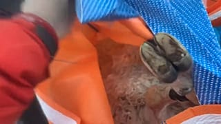 Вертолёт для овцы: необычная спасательная операция прошла в Норвегии