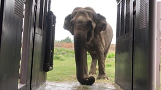 A new EU-wide approach is needed to help wildlife rescue services at breaking point ǀ View