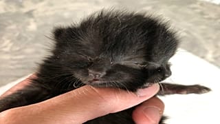 Çift suratlı kedi Duo