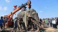 Un nouveau "ben Laden" - un éléphant ! - traqué pendant des jours en Inde