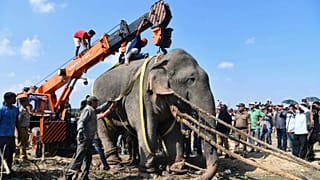 Un nouveau "ben Laden" - un éléphant ! - traqué pendant des jours en Inde