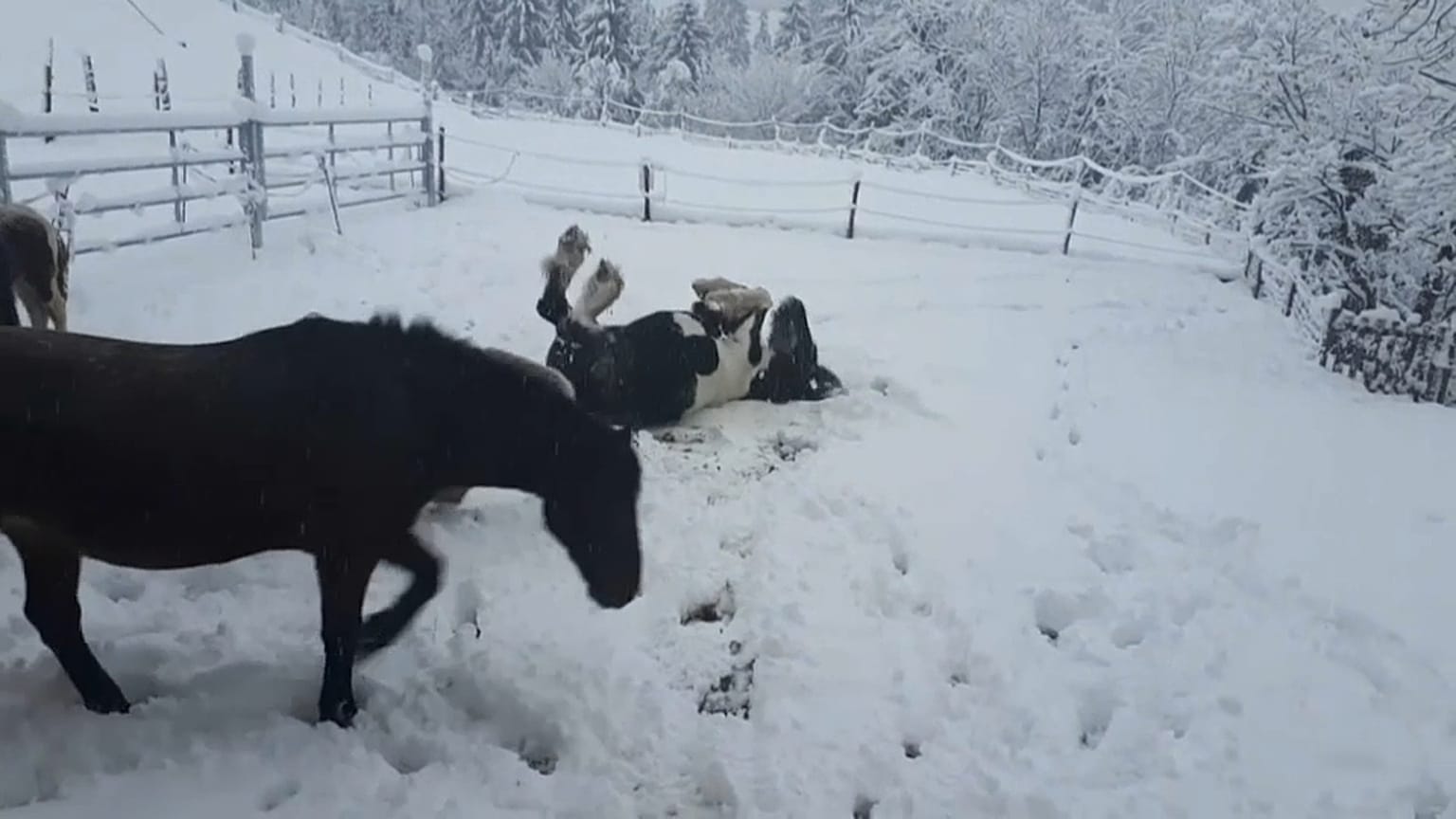 En Autriche, les chevaux profitent de la neige
