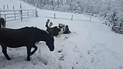 En Autriche, les chevaux profitent de la neige