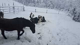 En Autriche, les chevaux profitent de la neige