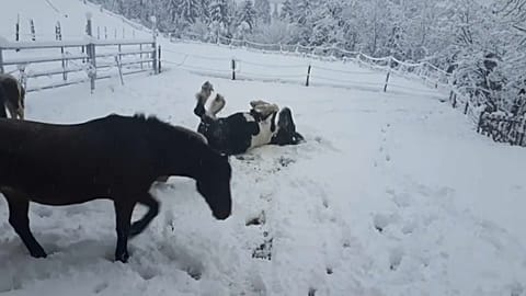 En Autriche, les chevaux profitent de la neige