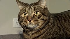 Flugsicherheit: 10 Kilo Katze sind 2 zuviel