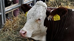 Meglettek a szeptemberi hurrikánban eltűnt tehenek