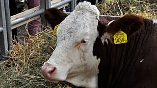 Meglettek a szeptemberi hurrikánban eltűnt tehenek