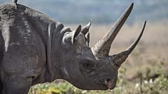 Black rhino