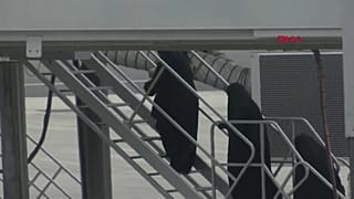Suspeitos de pertencerem ao Daesh deportados para a Alemanha