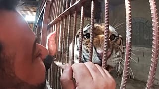 Сириец обнимается с тиграми и львами