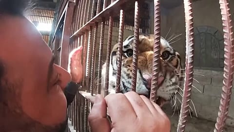 Aslan ve kaplanlara ev kedisi gibi bakan Suriyeli