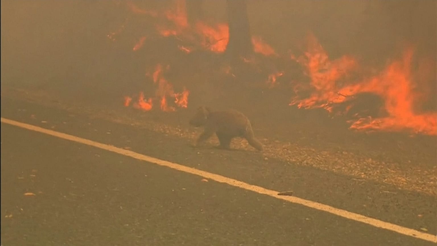 Woman endangers herself to rescue scorched koala from Australian bushfire
