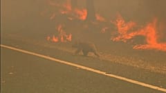 Woman endangers herself to rescue scorched koala from Australian bushfire