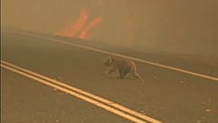 Buschbrände in Australien: Frau rettet Koala aus den Flammen