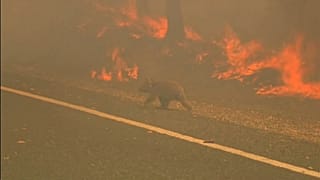 Woman endangers herself to rescue scorched koala from Australian bushfire
