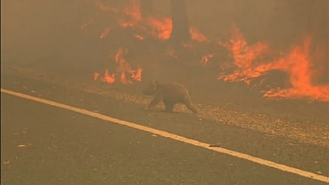 Woman endangers herself to rescue scorched koala from Australian bushfire