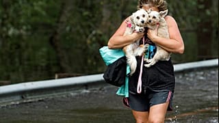 Fransa'da köpeklerin saldırısına uğrayan hamile kadın yaşamını yitirdi