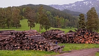 Impotencia ante la devastadora deforestación del Cáucaso ruso