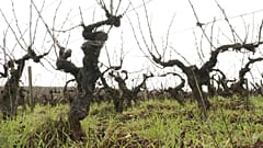 Besorgte Beaujolais-Winzer: Frost im Frühling sorgt für schlechte Weinernte